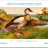 Jvogels_005 Nijlgans / Egyptian Goose – Nº 227 – (KBIN / IRSNB)