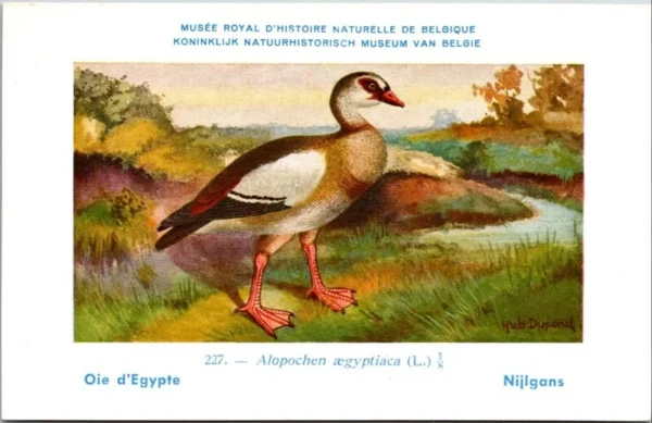 Jvogels_005 Nijlgans / Egyptian Goose – Nº 227 – (KBIN / IRSNB)