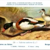 Jvogels_006 Bergeend / Common Shelduck – Nº 228 – (KBIN / IRSNB)