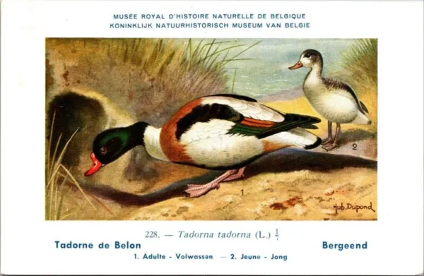 Jvogels_006 Bergeend / Common Shelduck – Nº 228 – (KBIN / IRSNB)