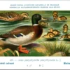 Jvogels_007 Blokeend / Ruddy Shelduck – Nº 229 – (KBIN / IRSNB)