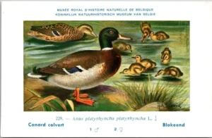 Jvogels_007 Blokeend / Ruddy Shelduck – Nº 229 – (KBIN / IRSNB)