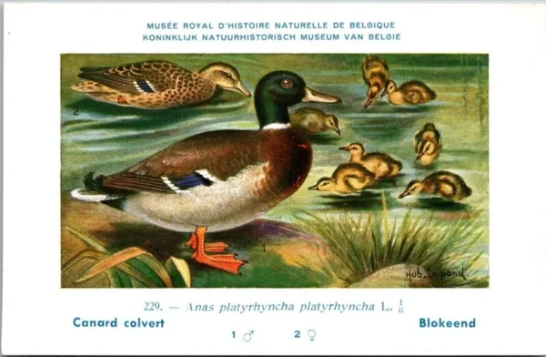 Jvogels_007 Blokeend / Ruddy Shelduck – Nº 229 – (KBIN / IRSNB)