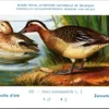 Jvogels_008 Zomertaling / Garganey – Nº 232 – (KBIN / IRSNB)