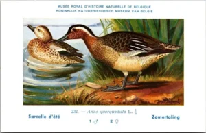 Jvogels_008 Zomertaling / Garganey – Nº 232 – (KBIN / IRSNB)