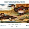 Krakeend / Gadwall – Nº 233 – (KBIN / IRSNB)