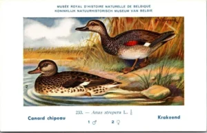 Jvogels_009 Krakeend / Gadwall – Nº 233 – (KBIN / IRSNB)