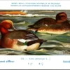 Jvogels_010 Smieëend / Eurasian Wigeon – Nº 234 – (KBIN / IRSNB)