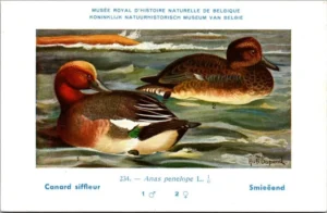 Jvogels_010 Smieëend / Eurasian Wigeon – Nº 234 – (KBIN / IRSNB)