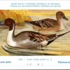 Jvogels_011 Pijlstaarteend / Northern Pintail – Nº 235 – (KBIN / IRSNB)