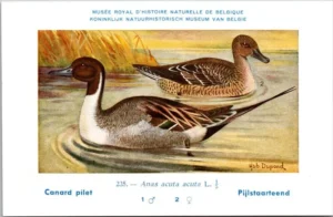 Jvogels_011 Pijlstaarteend / Northern Pintail – Nº 235 – (KBIN / IRSNB)