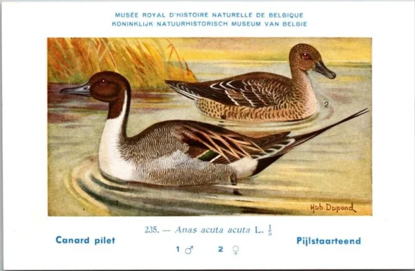 Jvogels_011 Pijlstaarteend / Northern Pintail – Nº 235 – (KBIN / IRSNB)