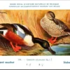 Jvogels_012 Slobeend / Northern Shoveler– Nº 236 – (KBIN / IRSNB)