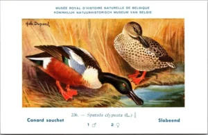 Jvogels_012 Slobeend / Northern Shoveler– Nº 236 – (KBIN / IRSNB)