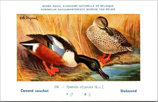 Jvogels_012 Slobeend / Northern Shoveler– Nº 236 – (KBIN / IRSNB)