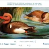 Jvogels_013 Krooneend / Red-crested Pochard – Nº 237 – (KBIN / IRSNB)