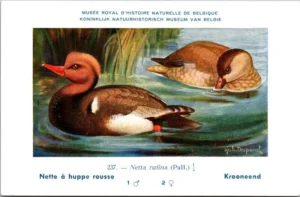 Jvogels_013 Krooneend / Red-crested Pochard – Nº 237 – (KBIN / IRSNB)