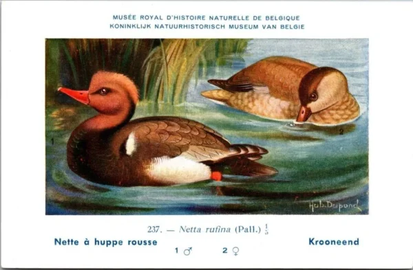 Jvogels_013 Krooneend / Red-crested Pochard – Nº 237 – (KBIN / IRSNB)