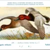 Jvogels_014 Tafeleend / Common Pochard – Nº 238 – (KBIN / IRSNB)