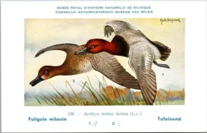 Jvogels_014 Tafeleend / Common Pochard – Nº 238 – (KBIN / IRSNB)