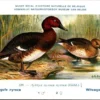 Jvogels_015 Witoogeend / Ferruginous Duck – Nº 239 – (KBIN / IRSNB)