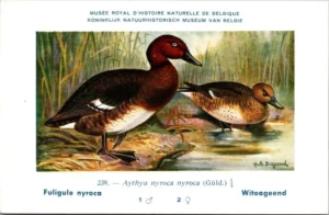 Jvogels_015 Witoogeend / Ferruginous Duck – Nº 239 – (KBIN / IRSNB)