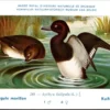 Kvogels_001 Kuifeend / Tufted Duck – Nº 240 – (KBIN / IRSNB)