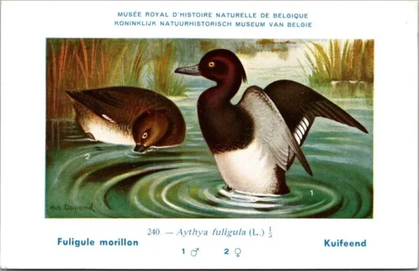 Kvogels_001 Kuifeend / Tufted Duck – Nº 240 – (KBIN / IRSNB)
