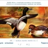 Kvogels_002 Toppereend / Greater Scaup – Nº 241 – (KBIN / IRSNB)