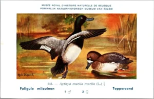 Kvogels_002 Toppereend / Greater Scaup – Nº 241 – (KBIN / IRSNB)