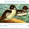 Kvogels_003 Brileend / Ring-necked Duck – Nº 242 – (KBIN / IRSNB)