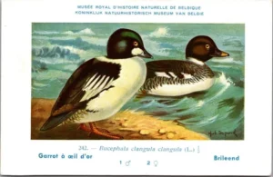 Kvogels_003 Brileend / Ring-necked Duck – Nº 242 – (KBIN / IRSNB)