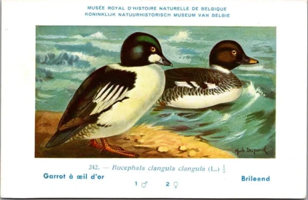 Kvogels_003 Brileend / Ring-necked Duck – Nº 242 – (KBIN / IRSNB)