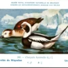Kvogels_004 IJseend / Long-tailed Duck – Nº 243 – (KBIN / IRSNB)