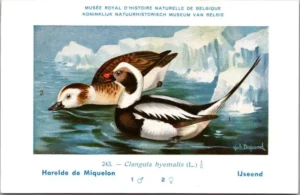 Kvogels_004 IJseend / Long-tailed Duck – Nº 243 – (KBIN / IRSNB)