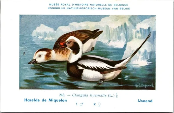 Kvogels_004 IJseend / Long-tailed Duck – Nº 243 – (KBIN / IRSNB)