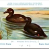 Kvogels_005 Bruine Zee-eend / Common Scoter – Nº 244 – (KBIN / IRSNB)