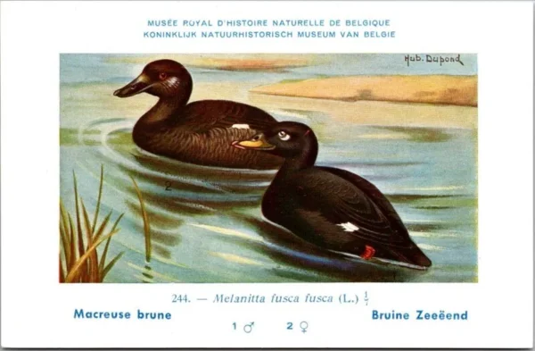 Kvogels_005 Bruine Zee-eend / Common Scoter – Nº 244 – (KBIN / IRSNB)