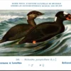 Kvogels_006 Bril Zee-eend / Surf Scoter – Nº 245 – (KBIN / IRSNB)