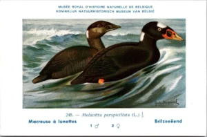 Kvogels_006 Bril Zee-eend / Surf Scoter – Nº 245 – (KBIN / IRSNB)