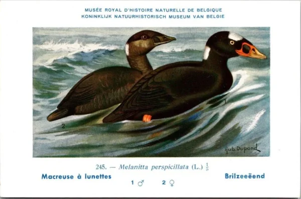Kvogels_006 Bril Zee-eend / Surf Scoter – Nº 245 – (KBIN / IRSNB)
