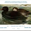 Kvogels_007 Zwarte Zee-eend / Black Scoter – Nº 246 – (KBIN / IRSNB)