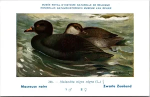 Kvogels_007 Zwarte Zee-eend / Black Scoter – Nº 246 – (KBIN / IRSNB)
