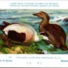 Kvogels_008 Eidereend / Common Eider – Nº 247 – (KBIN / IRSNB)