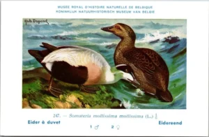 Kvogels_008 Eidereend / Common Eider – Nº 247 – (KBIN / IRSNB)