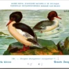 Kvogels_009 Groote Zaagbek / Common Merganser – Nº 248 – (KBIN / IRSNB)