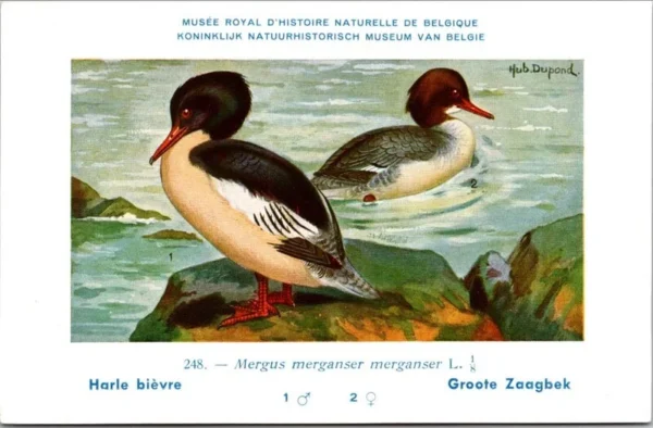 Kvogels_009 Groote Zaagbek / Common Merganser – Nº 248 – (KBIN / IRSNB)