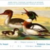 Kvogels_010 Middelste Zaagbek / Red-breasted Merganser – Nº 249 – (KBIN / IRSNB)