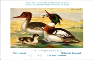 Kvogels_010 Middelste Zaagbek / Red-breasted Merganser – Nº 249 – (KBIN / IRSNB)