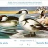 Kvogels_011 Nonnetje Zaagbek / Smew – Nº 250 – (KBIN / IRSNB)